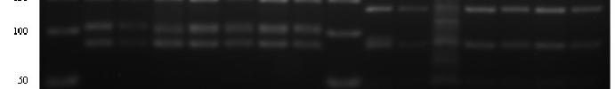 Restriction Analysis) di DNA