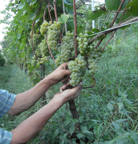 L AZIENDA La società agricola dei fratelli Moser di Pressano di Lavis (TN), è un azienda viticola e frutticola specializzata nella produzione di uva per