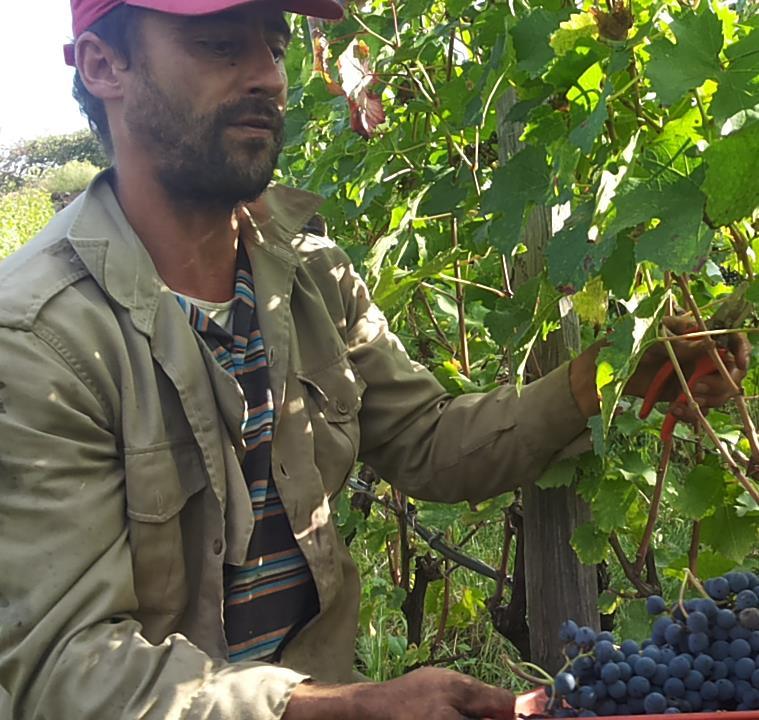 L intera produzione viticola si sviluppa complessivamente su circa 10 ettari coltivati a guyot, dislocati sia in zone collinari che di fondovalle.