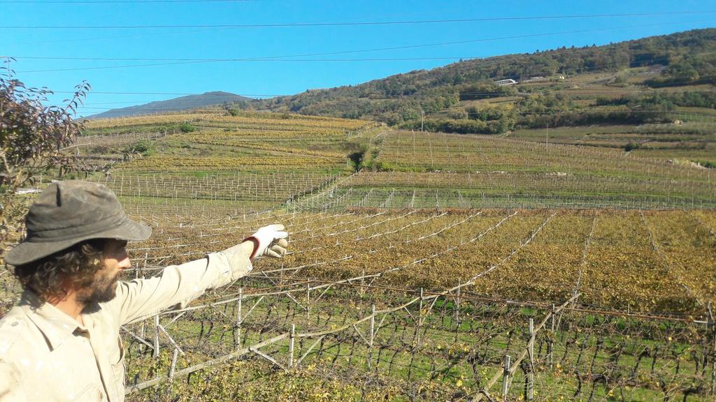 BIO AKSXTER DAL 2002 L azienda ha scelto di lavorare nell ottica prima di ristabilire e poi di mantenere nel tempo l equilibrio dei vigneti, incrementando la produttività dei terreni e migliorando la