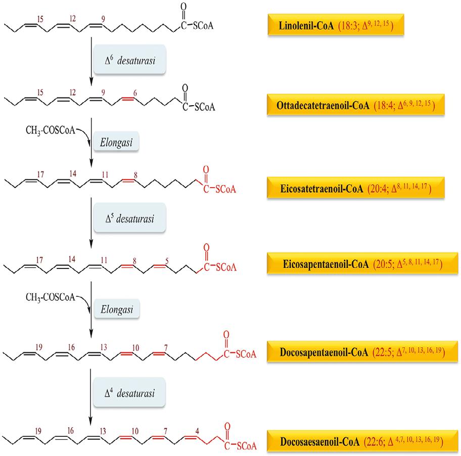 Biosintesi degli