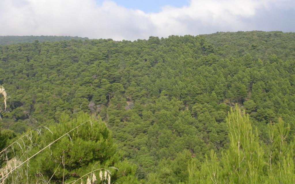 Un cenno alla storia Monte Conero oggi In molti contesti la valenza paesaggistica o ricereativa di un rimboschimento compensa