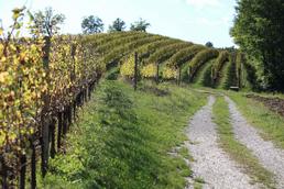 I romani, abili agricoltori, si resero immediatamente conto di quanto questo territorio riuscisse a restituire vini di altissima qualità ed investirono
