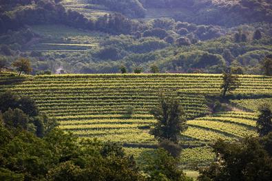 Nei secoli, alcuni vitigni storicamente coltivati in Francia e in Germania vennero trapiantati in regione e ne venne affnata la produzione.