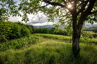 VIGNETI Coltiviamo alcuni vigneti nella pianura della zona DOC Isonzo caratterizzati da suoli di medio impasto e ricchi di ghiaia di fume ed altri sulle pendici della zona DOC