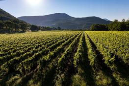 L età media dei vigneti si aggira intorno ai 20 anni e tra le varietà piantate, oltre ai vitigni internazionali che meglio si sono adattati al territorio del Friuli quali Pinot