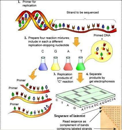 Sequenziamento automatico Nelle quattro differenti reazioni di polimerizzazione, oltre che essere utilizzati differenti ddntp, la sintesi del DNA viene