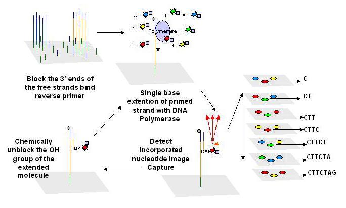 Illumina