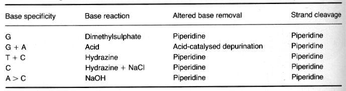 Sequenziamento con idrolisi chimica (Maxam and Gilbert 1977) (formic acid) Uso di reagenti chimici che alterano una o al massimo due basi.