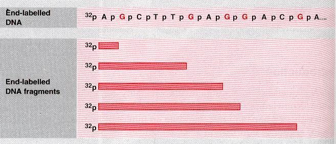 Lettura della sequenza di DNA Esempio dei frammenti, contenenti l estremità