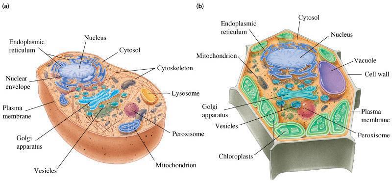 Cellula eucariotica Cellula animale Nucleo Organelli (mitocondri, golgi, reticolo