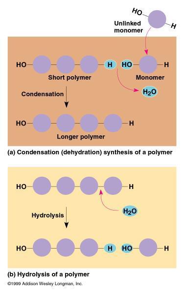 MONOMERI E POLIMERI Condensazione = sintesi di polimeri a