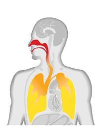 Polvere espirata Polvere alveolare Polvere tracheo-bronchiale 0 Polvere fine Polvere fine Diametro Polvere grossolana Ad es.