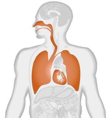 Quali sono le tipiche malattie professionali I polmoni e gli altri organi dell apparato respiratorio sono particolarmente a rischio di essere danneggiati.