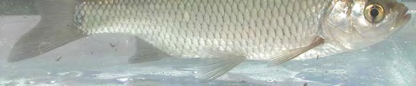 La pinna caudale è bilobata. È una specie di taglia media, che può raggiungere i 45 cm di lunghezza.
