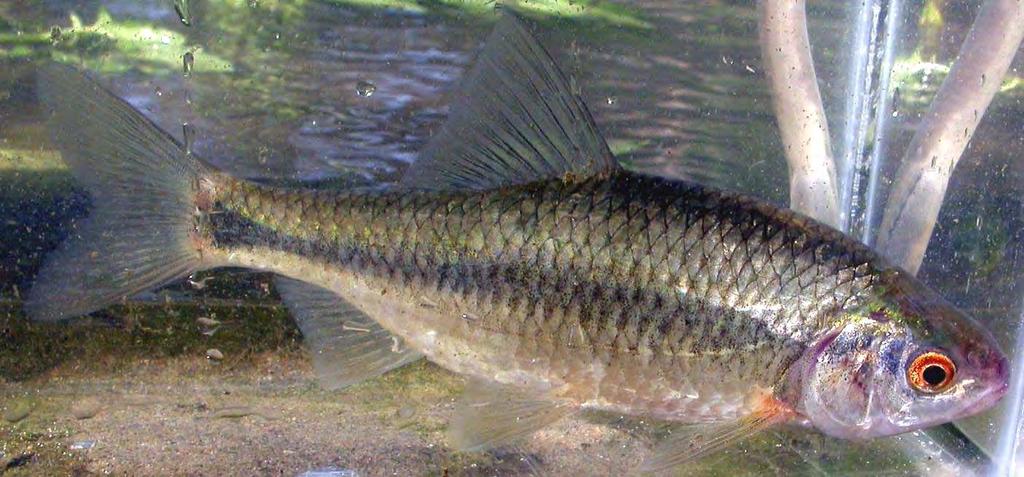 TRIOTTO (RUTILUS ERYTHROPHTHALMUS) Sistematica Il genere Rutilus comprende 12 specie di cui 3 indigene in Italia: R. erythrophthalmus, R.