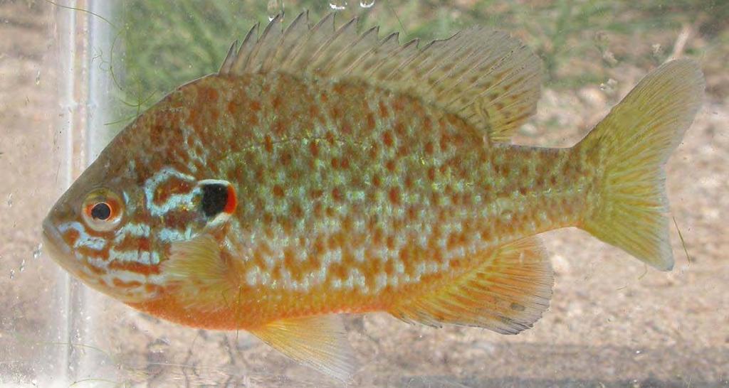 PERSICO SOLE (LEPOMIS GIBBOSUS) Sistematica Il genere Lepomis comprende 11 specie che possono facilmente ibridarsi anche in natura; L. gibbosus è l unica specie presente in Italia.