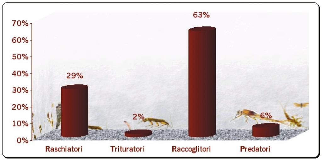 Chironomidi, sono dominanti i raccoglitori, con il 63% degli individui totali; seguono poi i raschiatori, con il 29%.