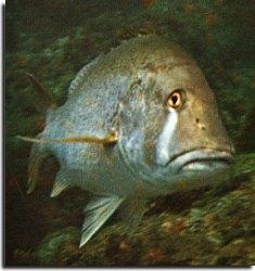 Corvina Sciaena