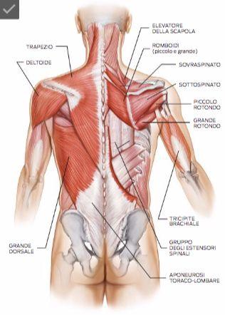 I muscoli del dorso Trapezio (superiore, intermedio, inferiore)