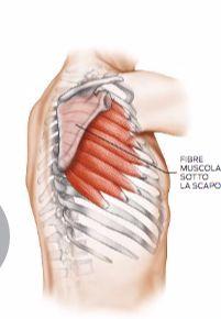 scapola, verso le coste Azione: allontana e