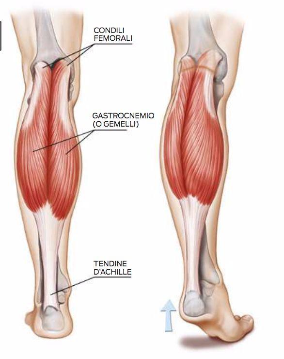 Gastrocnemio (gemelli) Origine: Condili femorali Inserzione: Tendine di