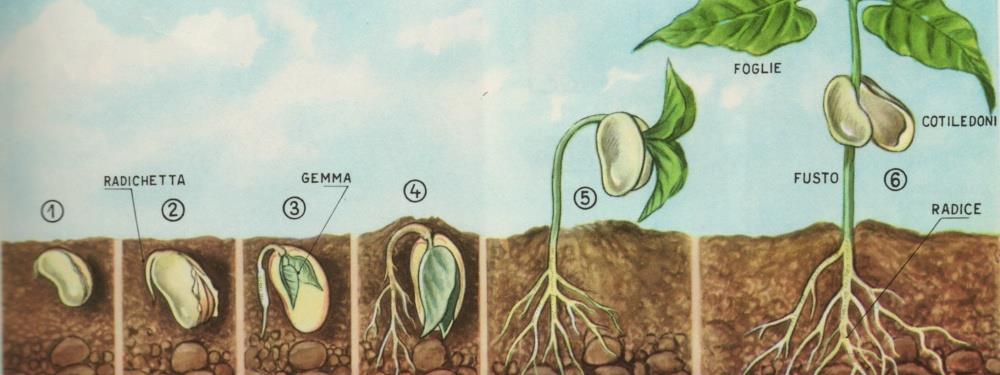 IL SEME CONTIENE UN EMBRIONE: UNA NUOVA PIANTINA IN MINIATURA