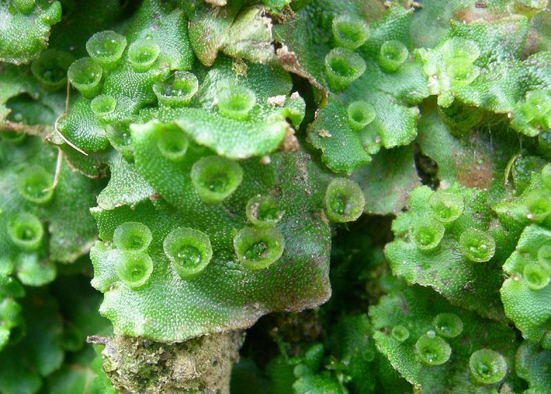 Marchantia