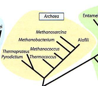 ARCHAEA 1) Alofili estremi (12-23% NaCl) 2) Termofili estremi (80 C optimum T ) 3) Metanogeni (H2 e CO2 per produrre metano) 4) Thermoplasma (T.