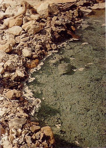 Comunità alofile nel Mar Morto Salinità fino a 6 volte quella del mare. Halobacterium halobium vive in laghi e pozze salate.