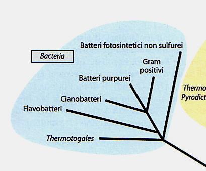 Il dominio Bacteria 22 phyla (Manuale di Batteriologia Sistematica di