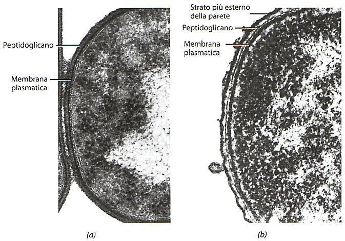 La parete cellulare dei batteri