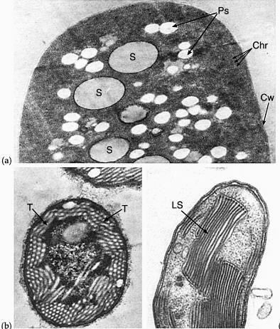 Dalla membrana plasmatica