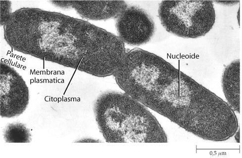 DNA batterico: - cromosoma