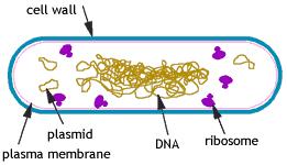 cellulari: - glicogeno - PHB