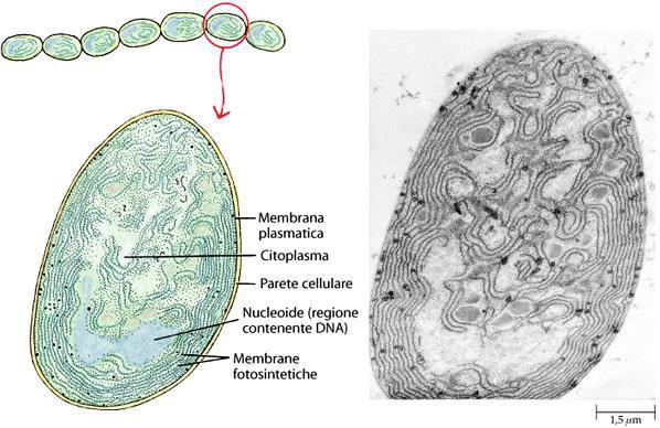 Cyanobacteria (o Cyanophyta): circa 2000