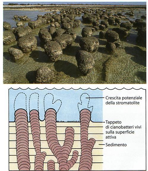 Stromatoliti