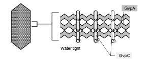 varying in length and diameter (300-1000