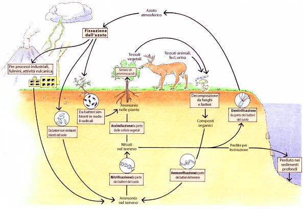 Il ciclo dell azoto Biofertilizzanti per N cianobatteri azotofissatori