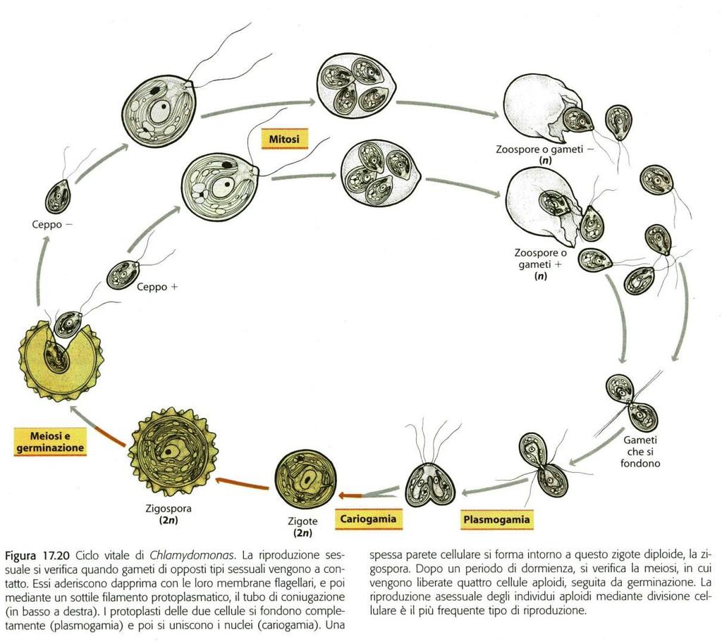 CICLO APLONTE Meiosi zigotica -individui aploidi si riproducono vegetativamente per mitosi -riproduzione sessuale con plasmogamia e cariogamia