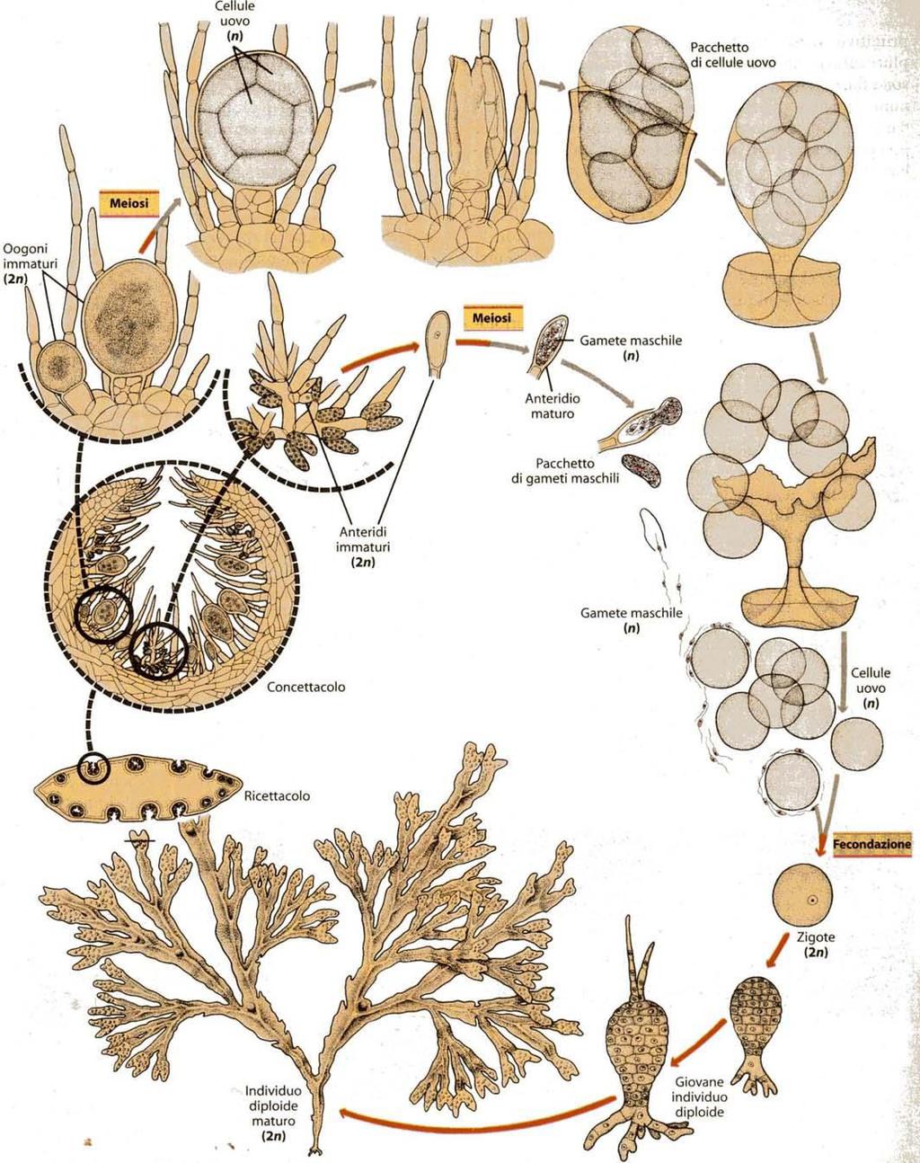 CICLO DIPLONTE Meiosi gametica -individui diploidi si accrescono e si riproducono vegetativamente per mitosi -gameti in strutture specializzate ma unicellulari sullo sporofito (unico individuo)