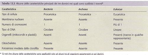 I 2 domini procariotici Procarioti lunghi tempi