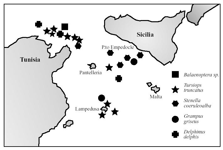 Pagina 52 di 90 osservazioni preliminari condotte nello Stretto da alcuni degli autori (Caltavuturo e Tringali, pers. comm.).