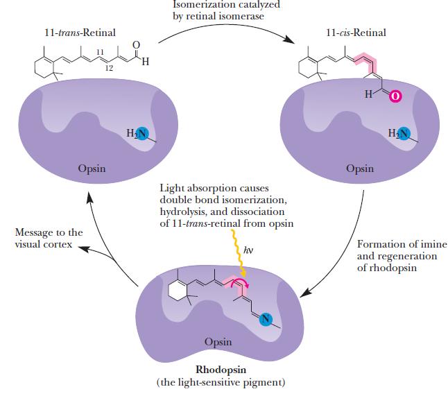 Il meccanismo della visione L enzima retinale isomerasi catalizza l isomerizzazione dell 11-trans-retinale a 11-cis-retinale 11-cis-retinale si lega all enzima opsina tramite la formazione di una