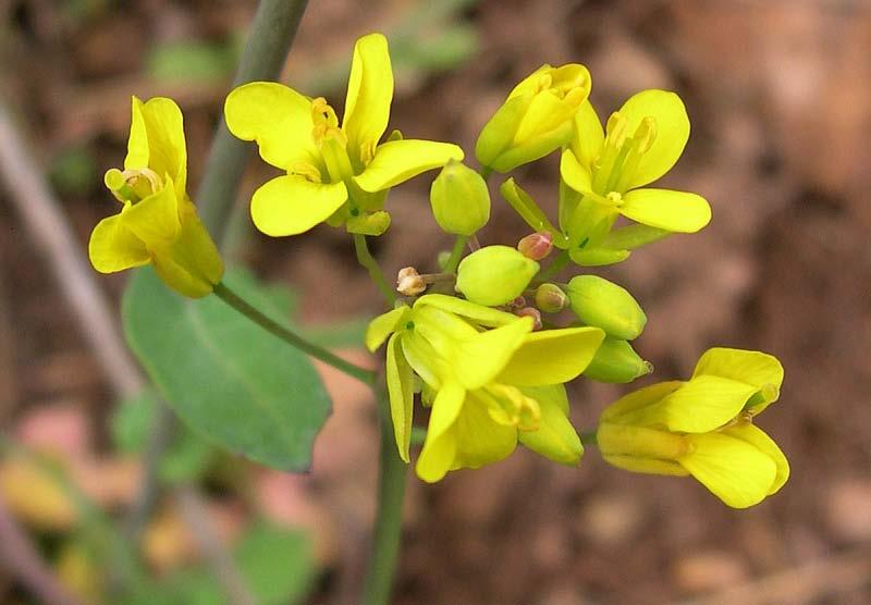 Formula fiorale Brassicaceae