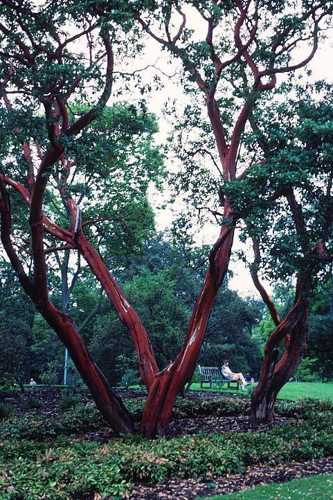 Portamento Alberi, arbusti, liane, talvolta epifite, a