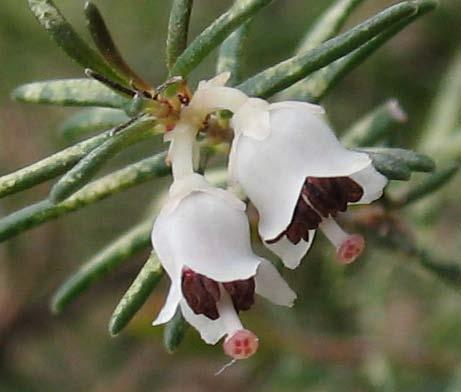 Fiore Ericaceae Fiori generalmente ermafroditi, raramente unisessuali (piante normalmente dioiche), attinomorfi, o