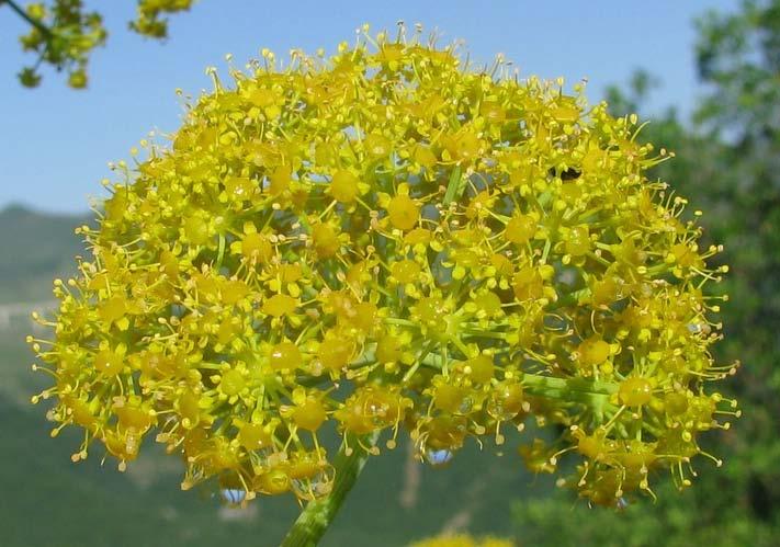 Fiore Androceo Stami 5, ma talvolta, filamenti liberi,