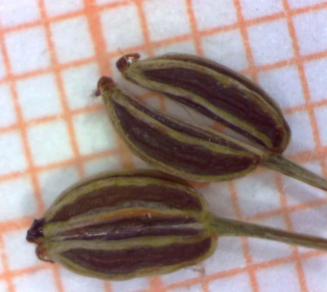 Frutto Apiaceae Frutto a drupa con 2-5 semi o a schizocarpo, i 2 segmenti secchi (mericarpi) spesso