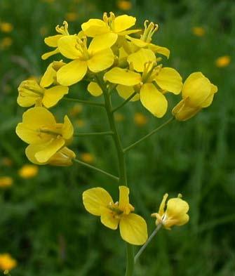 Infiorescenze Brassicaceae